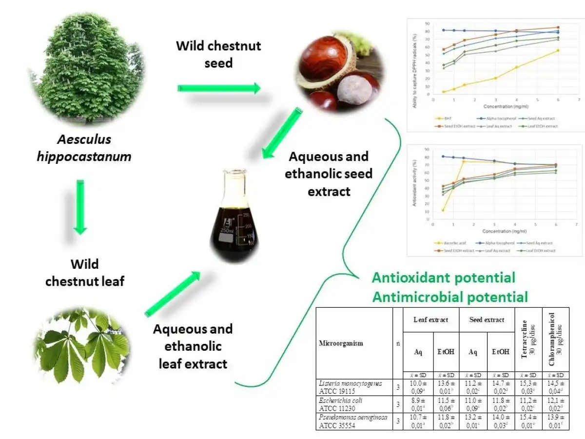 Aesculus Hippocastanum Extract Wellgreen