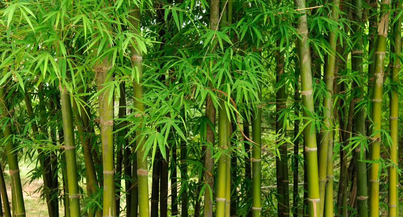 bamboo leaf extract powder bamboo leaf extract powder