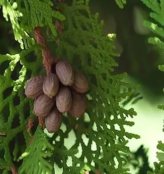 arborvitae seed extract