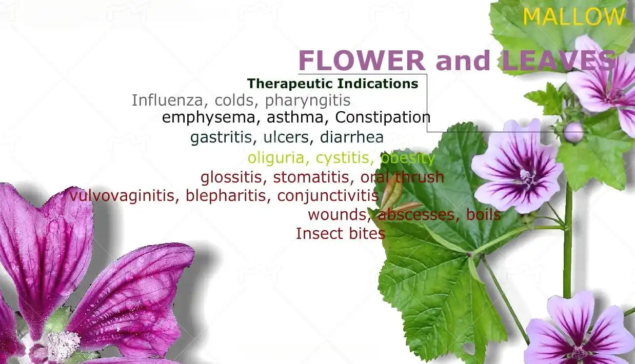 mallow mallow