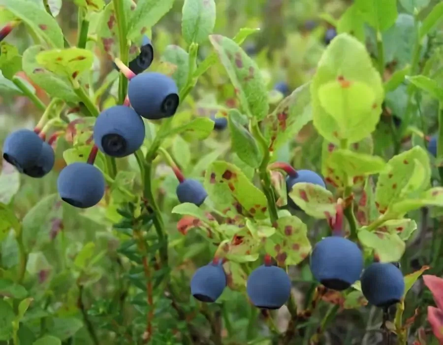 Bilberry Fruit Extract Powder