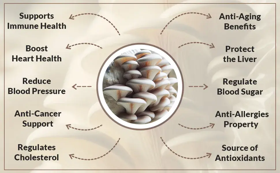 Organic Oyster Mushroom Powder benefits Organic Oyster Mushroom Powder benefits