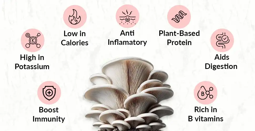 oyster mushroom powder benefits oyster mushroom powder benefits