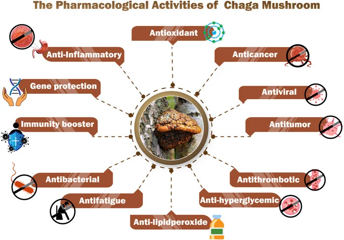  Chaga Mushroom Extract Powder WELLGREEN