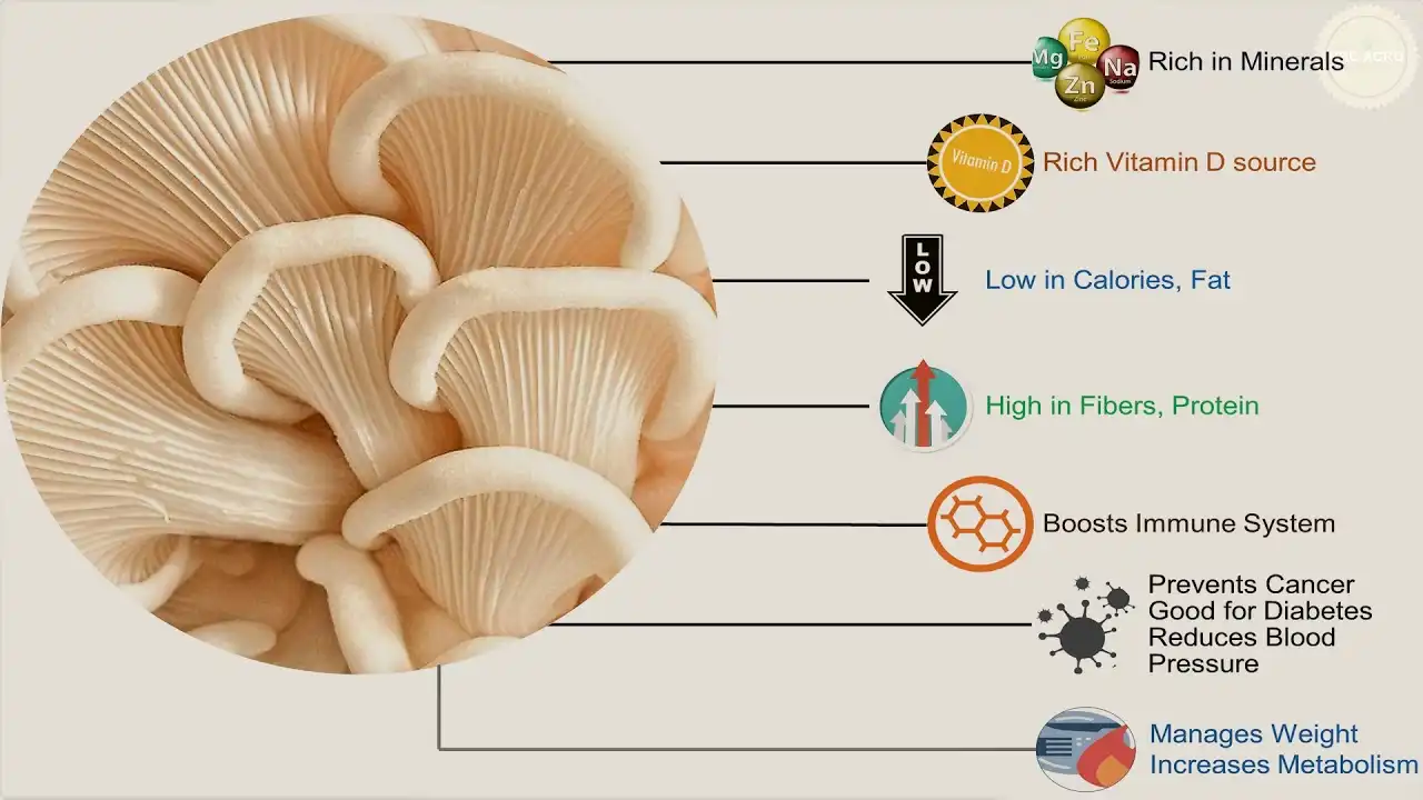 oyster mushroom powder benefits oyster mushroom powder benefits