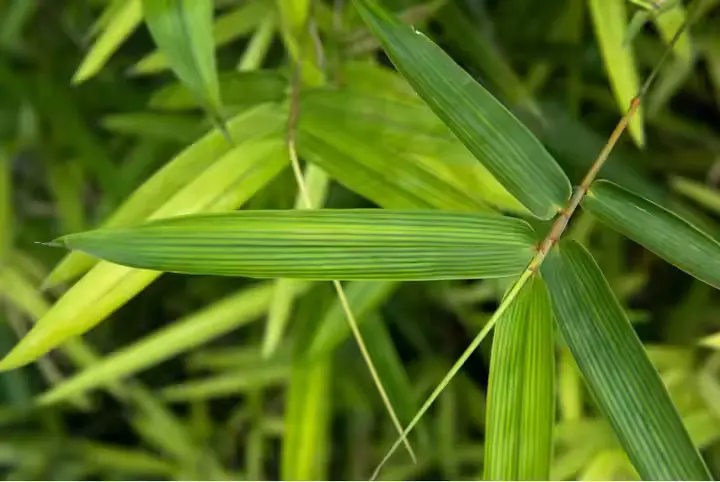 Bamboo Leaf Extract