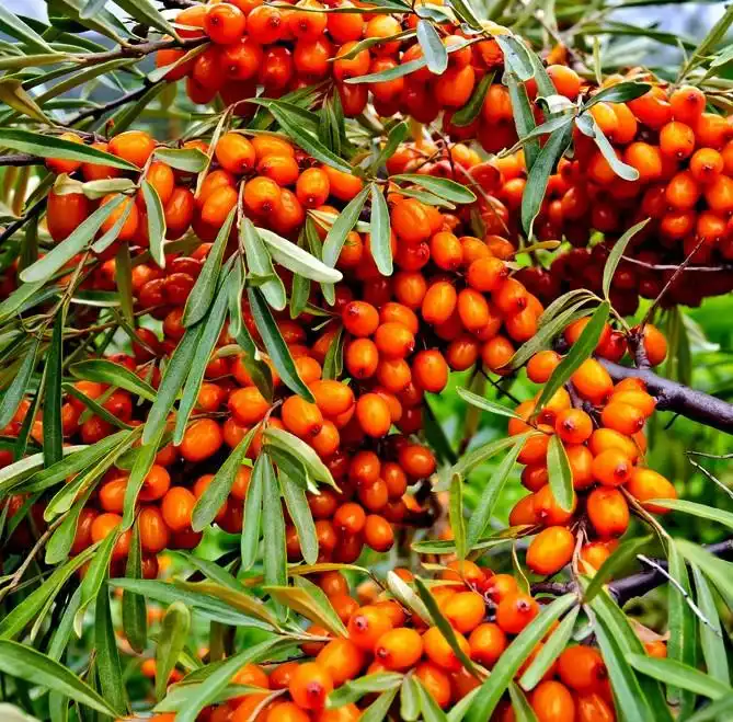 organic sea buckthorn powder