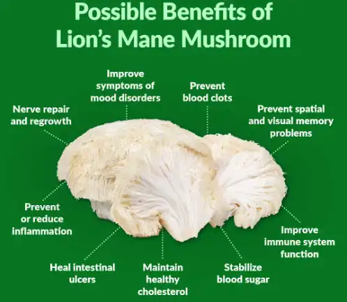 Lion's Mane Mushroom Extract Powder