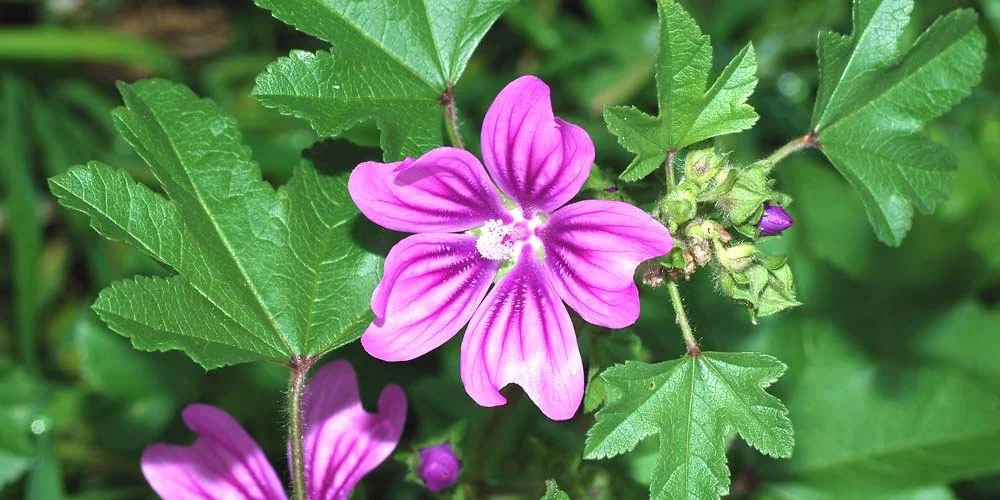 Mallow Extract Mallow Extract