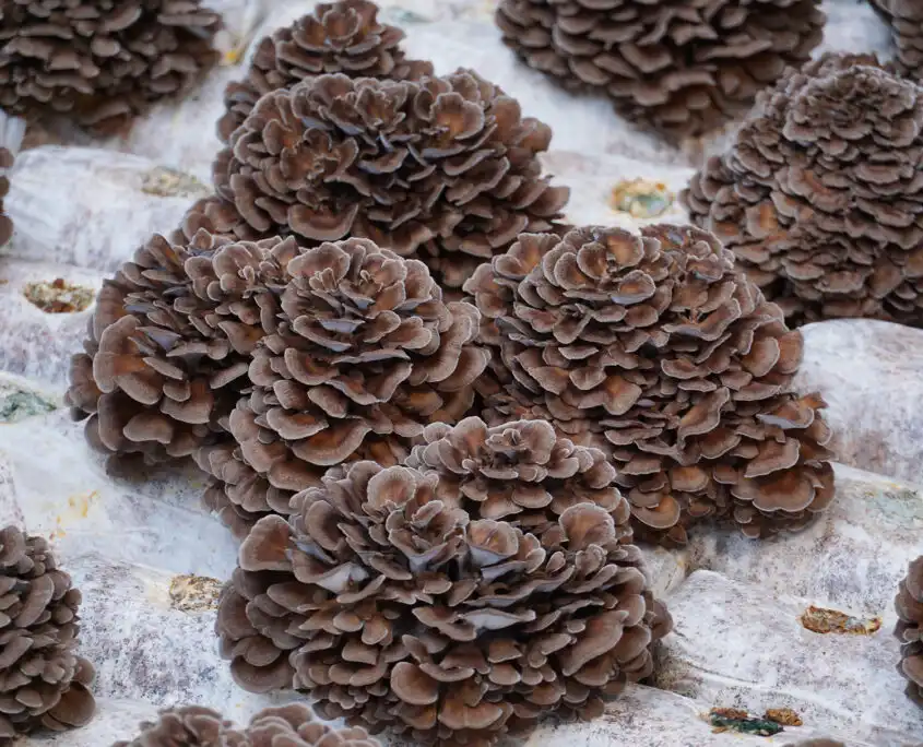 Maitake Extract