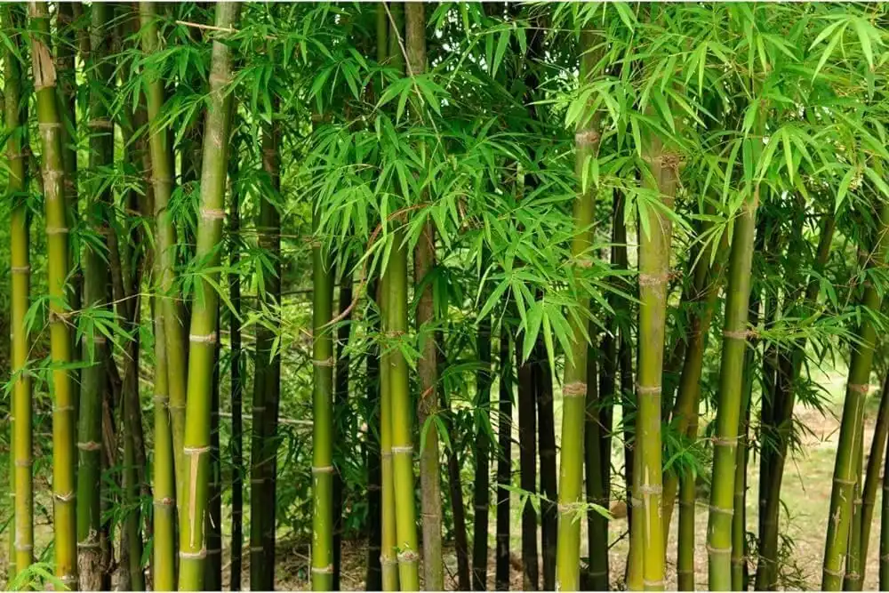 bamboo leaf extract