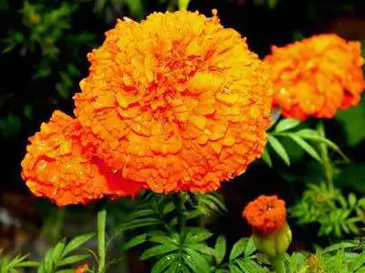 Marigold