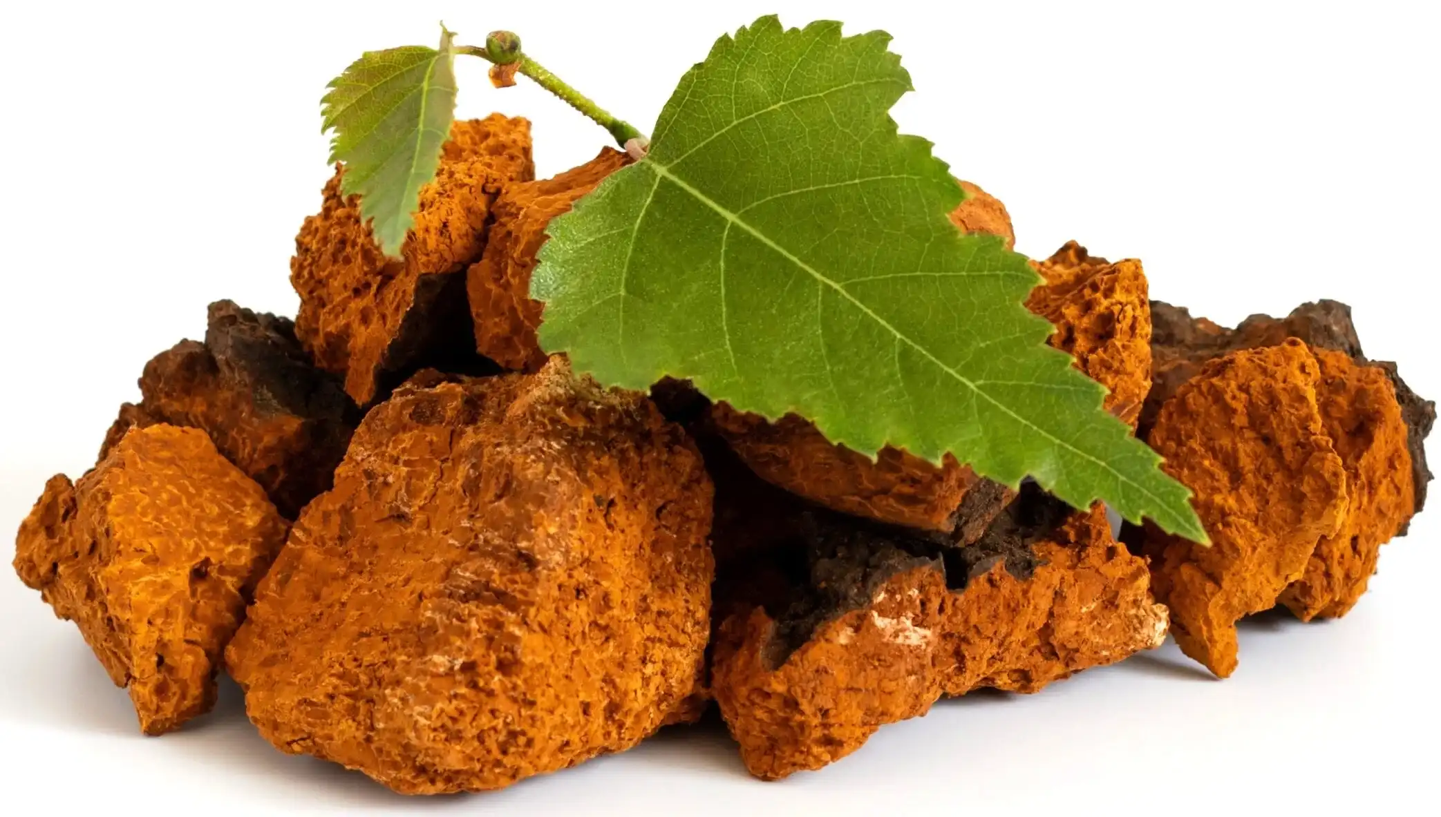 Organic Chaga Mushroom Powder Organic Chaga Mushroom Powder