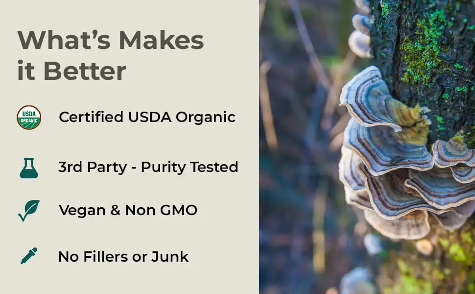 organic turkey tail powder organic turkey tail powder