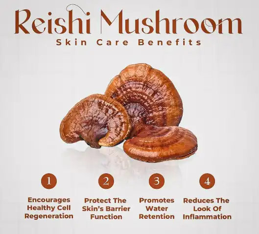 organic-reishi-powder organic-reishi-powder