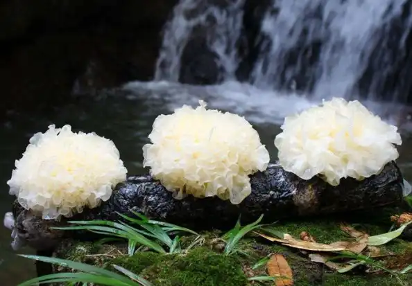 tremella fuciformis extract powder tremella fuciformis extract powder