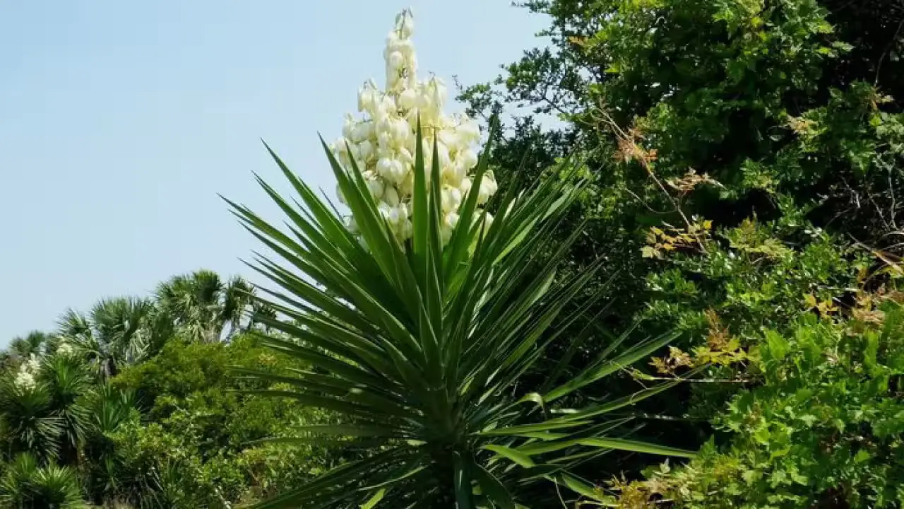 yucca