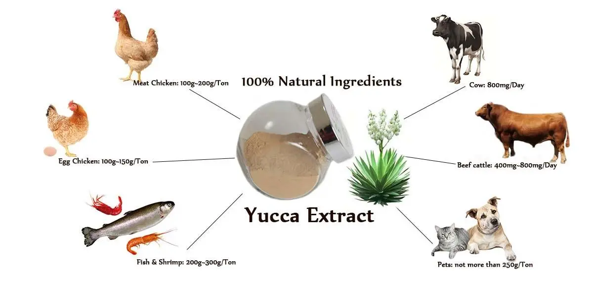 Yucca Extract Powder