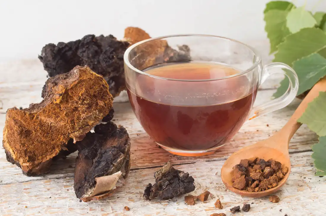 Chaga_Mushroom