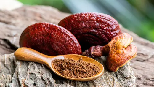 organic-reishi-powder