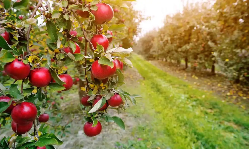 organic-apple-cider-vinegar-powder
