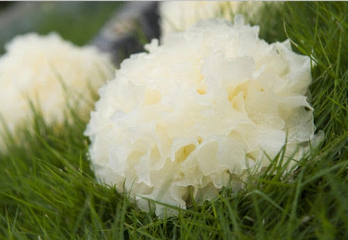 tremella-fuciformis-extract-powder tremella-fuciformis-extract-powder