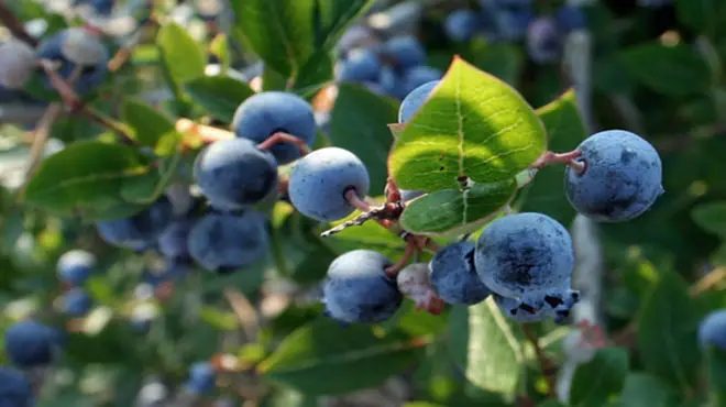 blueberry