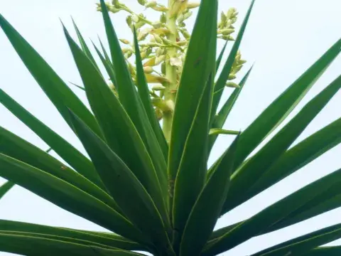 yucca-extract-powder
