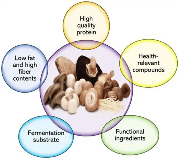 Mushroom Protein Mushroom Protein