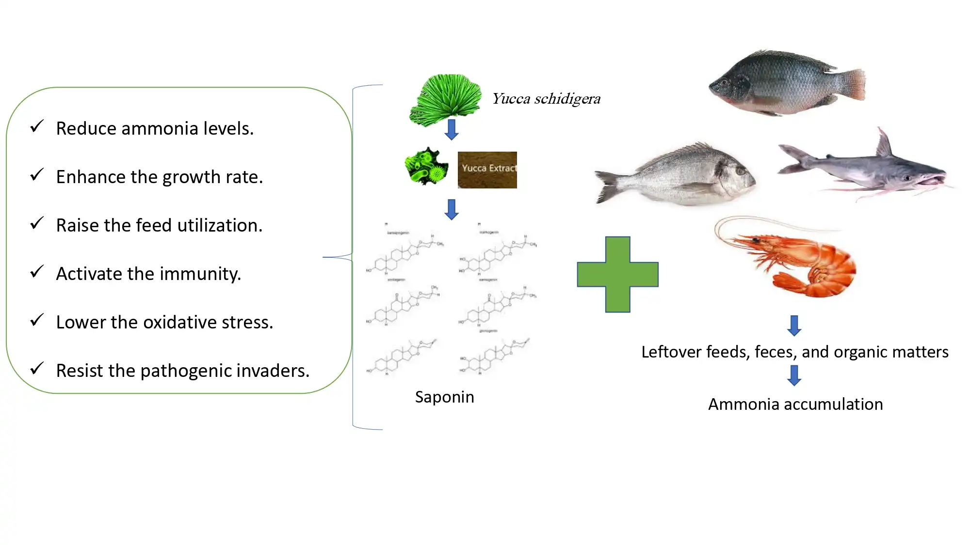 Yucca schidigera Usage for Healthy Aquatic Animals Yucca schidigera Usage for Healthy Aquatic Animals