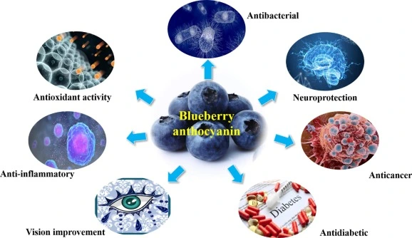 blueberry extract Supporting Eye Health with Anthocyanins