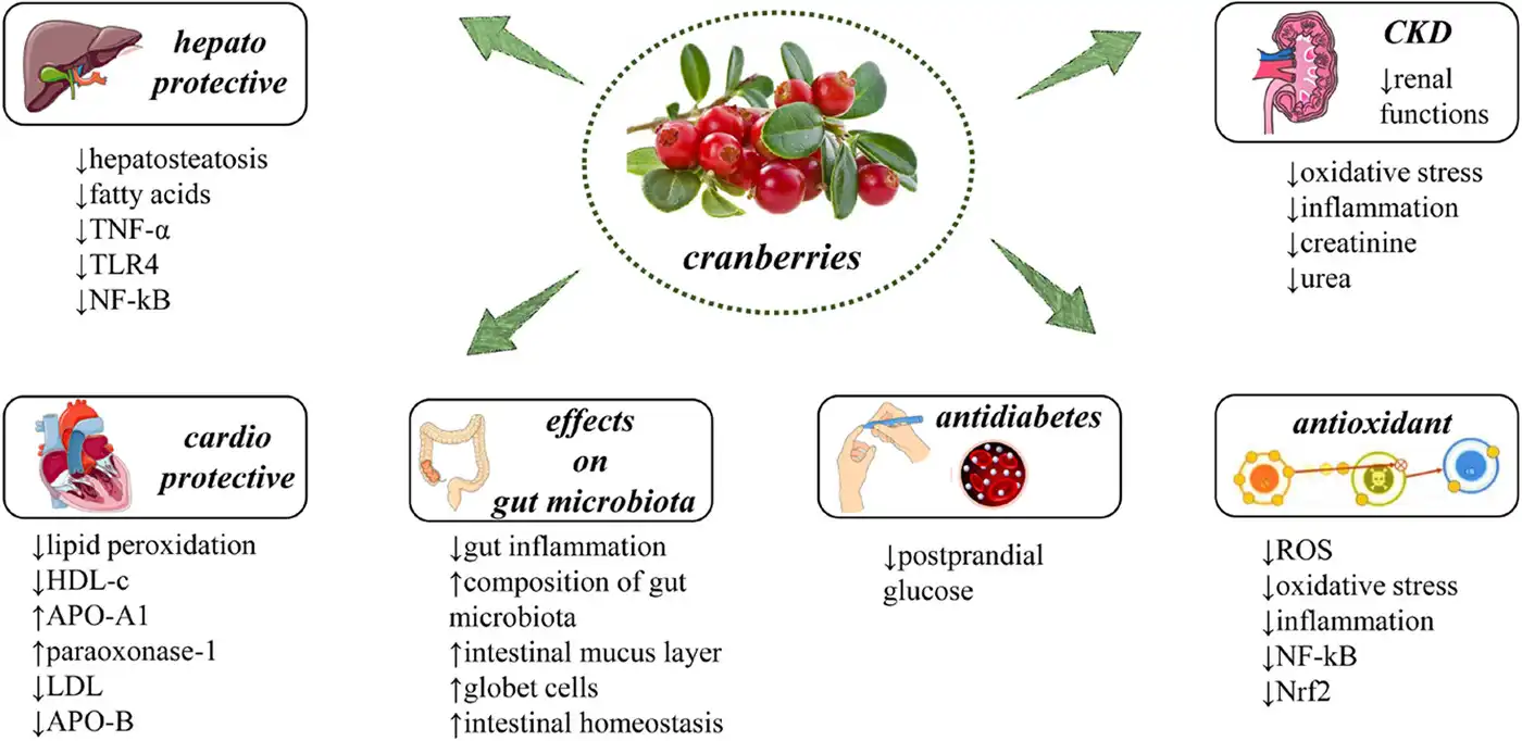 Anti-Inflammatory Compounds are Found in Cranberry Extract