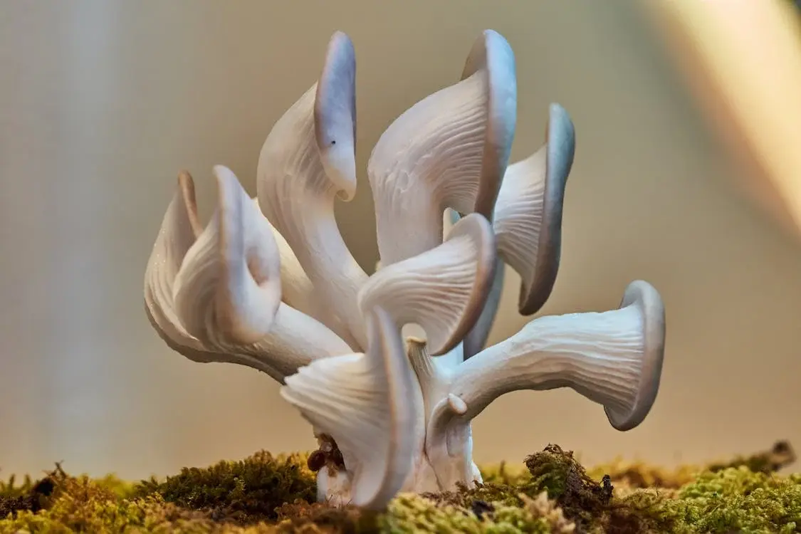 oyster mushroom powder