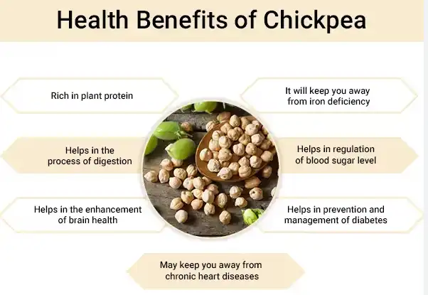 health benefits chickpea protein powder health benefits chickpea protein powder