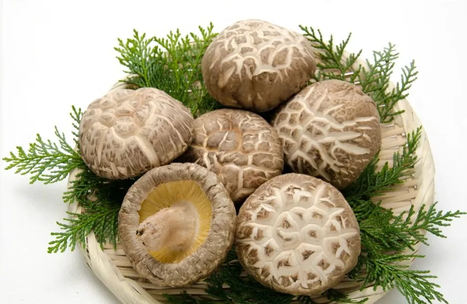 Organic shiitake powder
