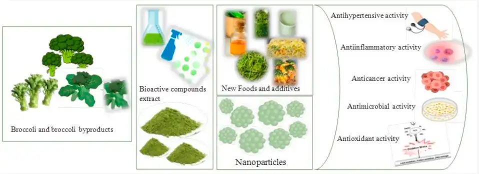 Applications of Broccoli By-Products Applications of Broccoli By-Products
