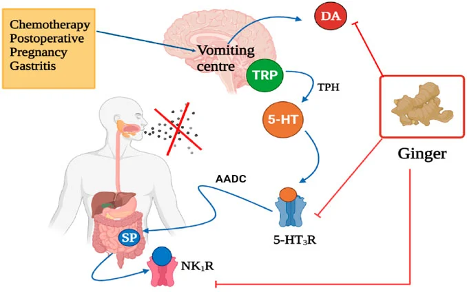 Role of Ginger in Supporting Endocrine Balance Role of Ginger in Supporting Endocrine Balance