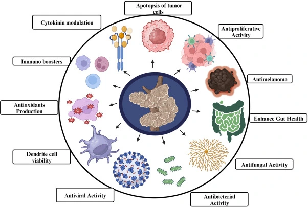 Coriolus Versicolor Extract Benefits Coriolus Versicolor Extract Benefits