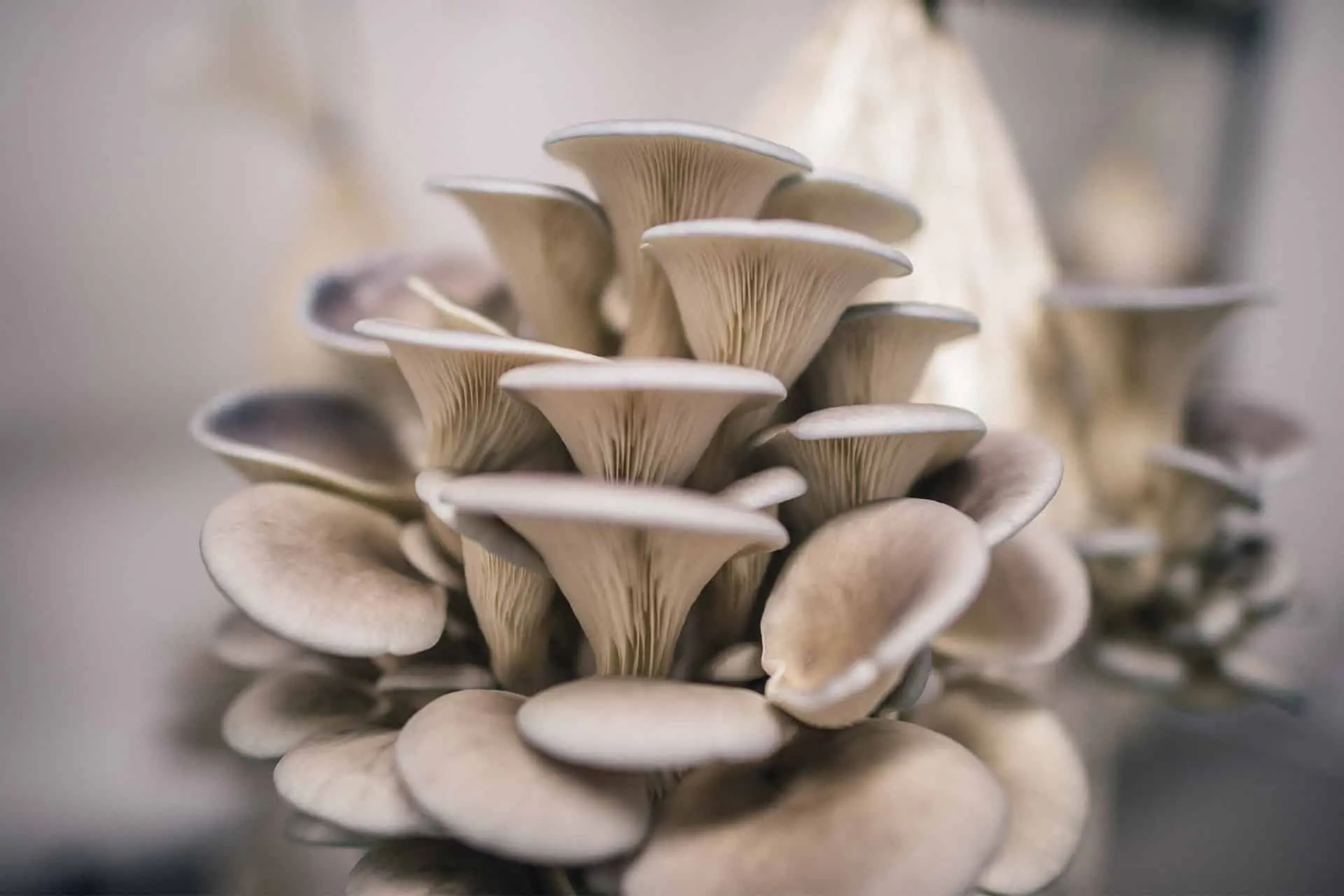 Oyster mushroom powder
