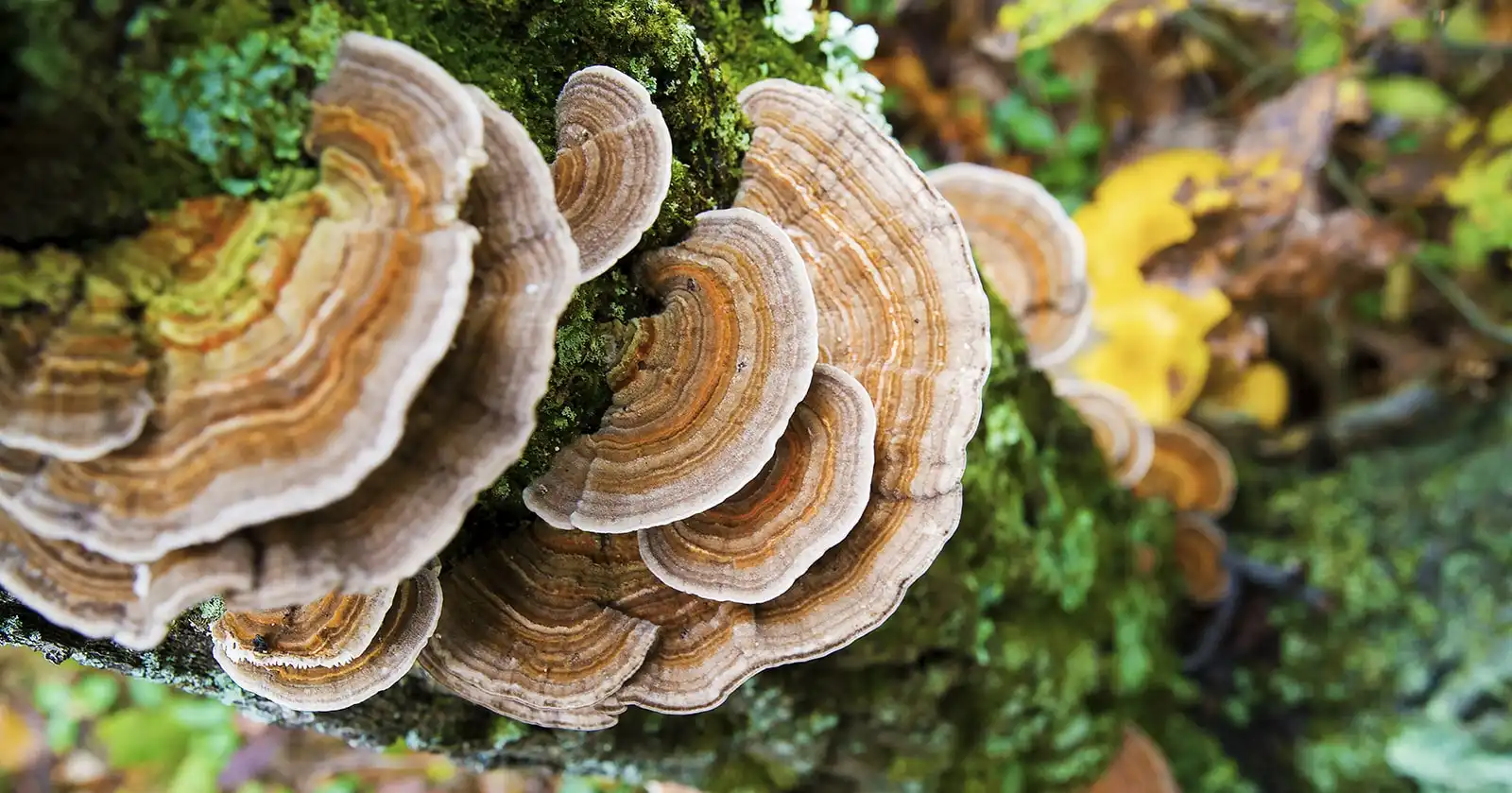 turkey-tail-mushroom turkey-tail-mushroom