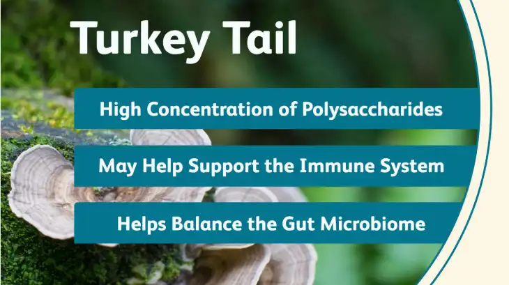 turkey tail powder benefits turkey tail powder benefits
