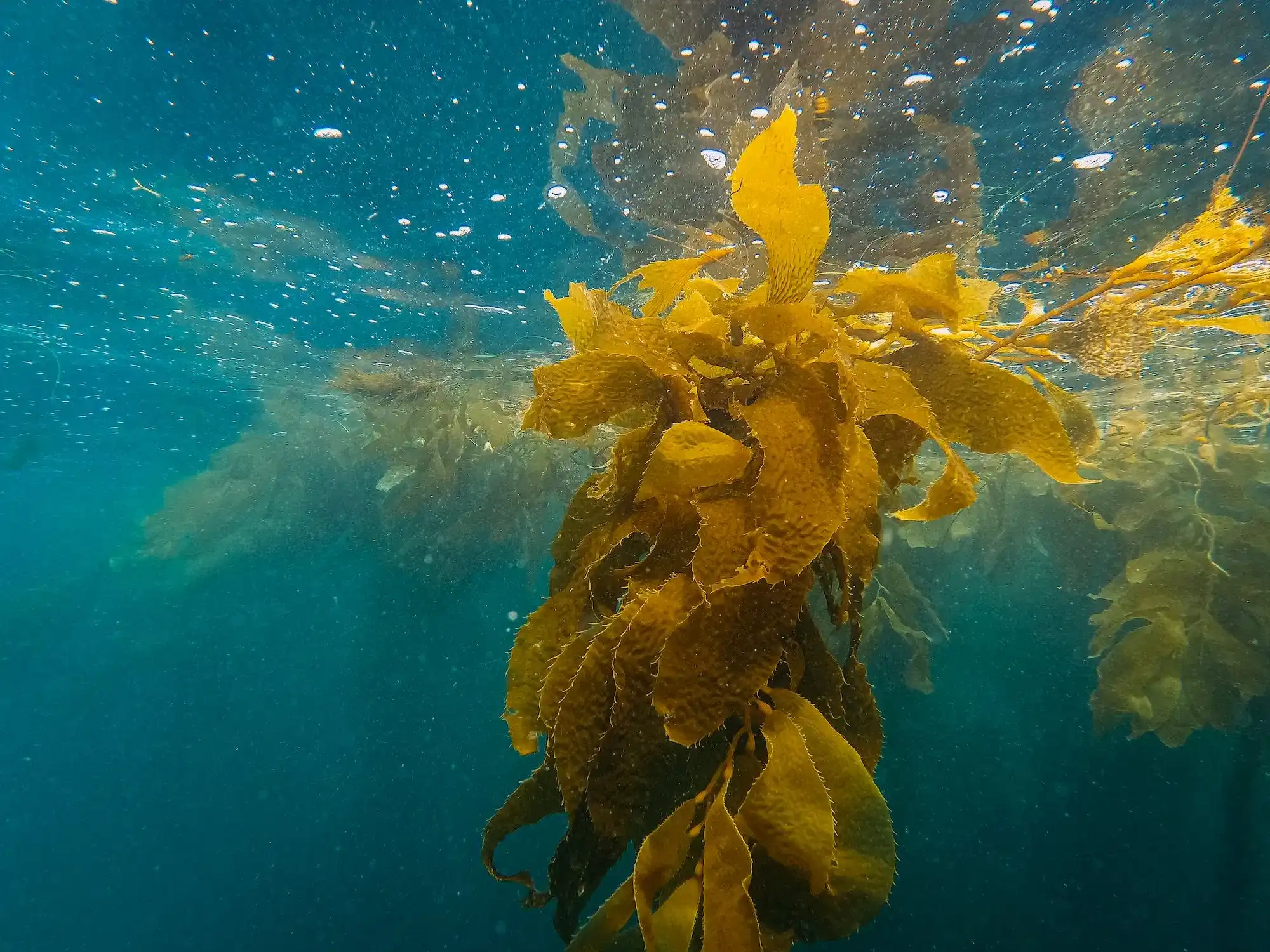 kelp extract