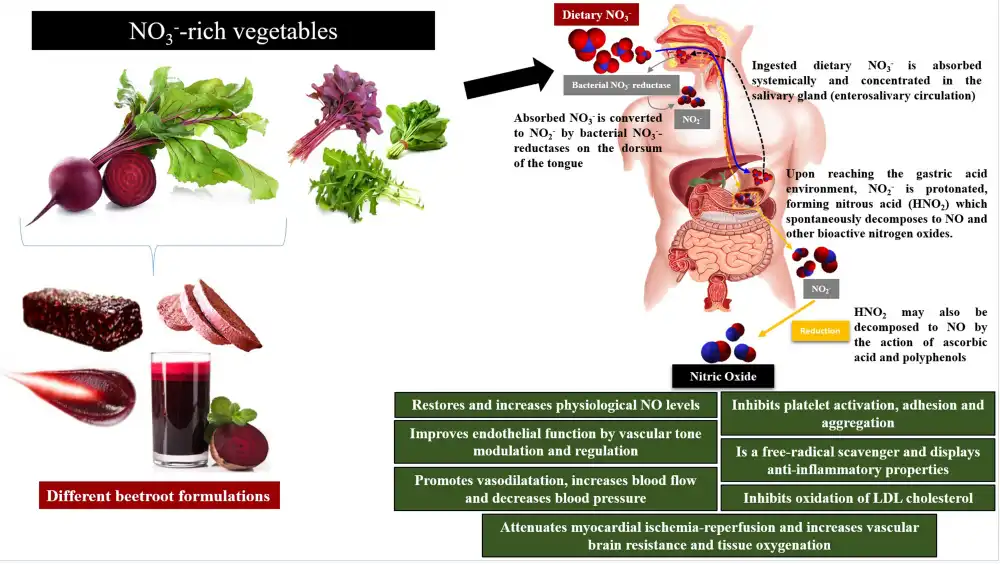 Beet Root Powder Affect Cardiovascular Health Beet Root Powder Affect Cardiovascular Health