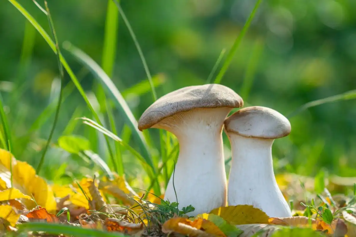 king-trumpet-mushroom-powder