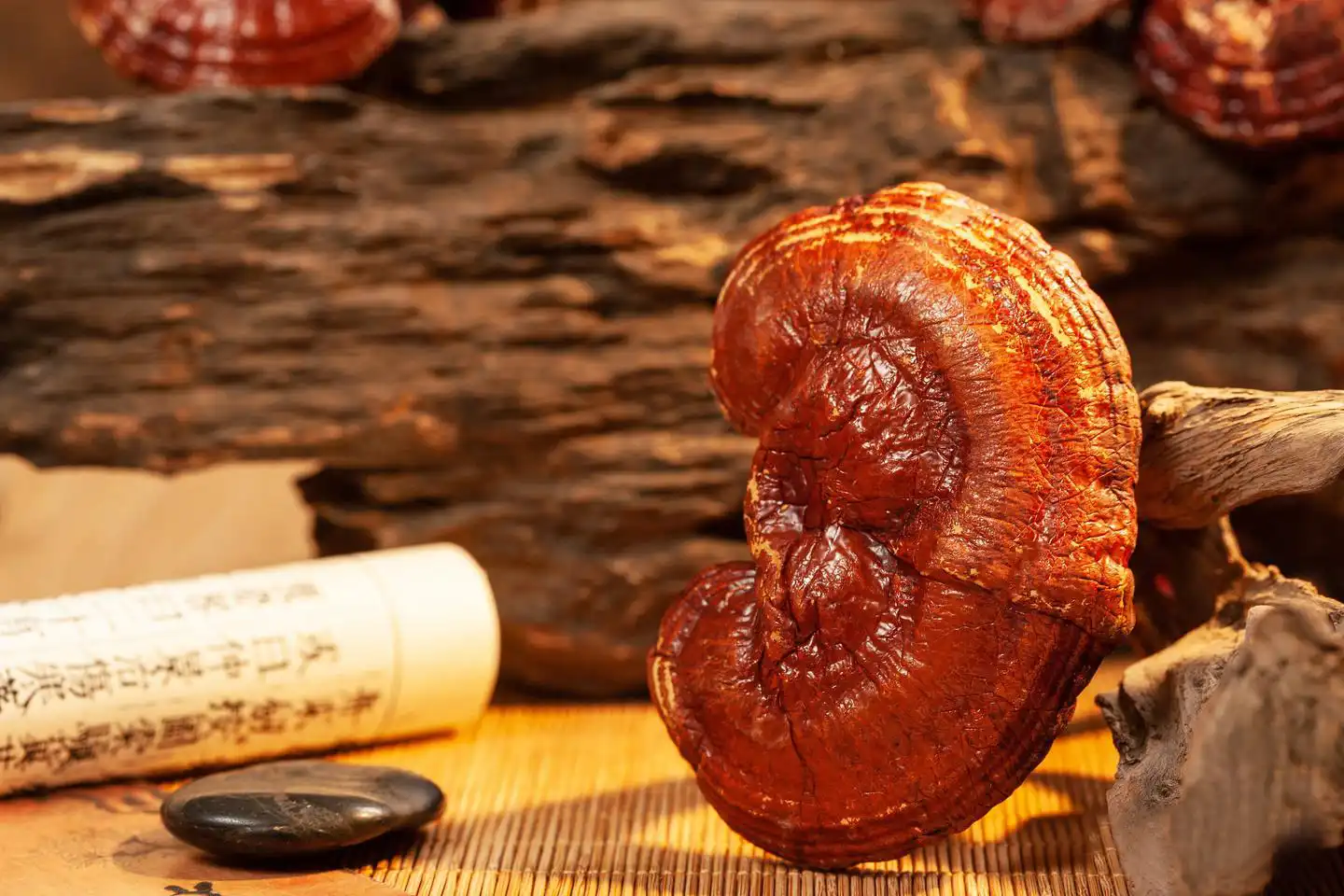 reishi mushroom reishi mushroom