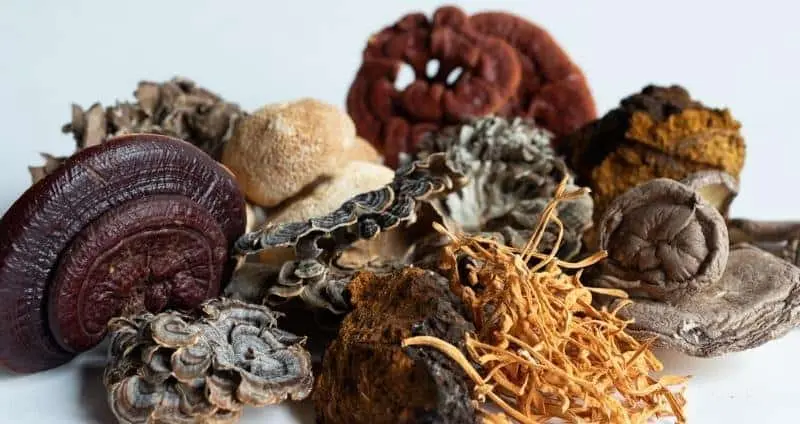 4 Mushroom Emperor's Blend Extract Powder