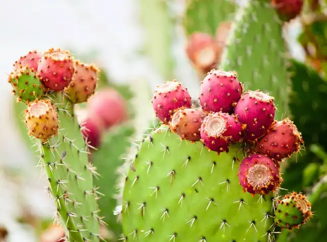 prickly pear extract