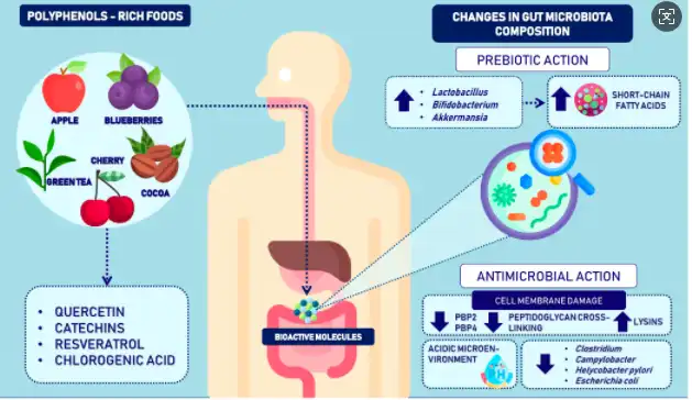 Apple Powder Influence Gut Microbiota Balance