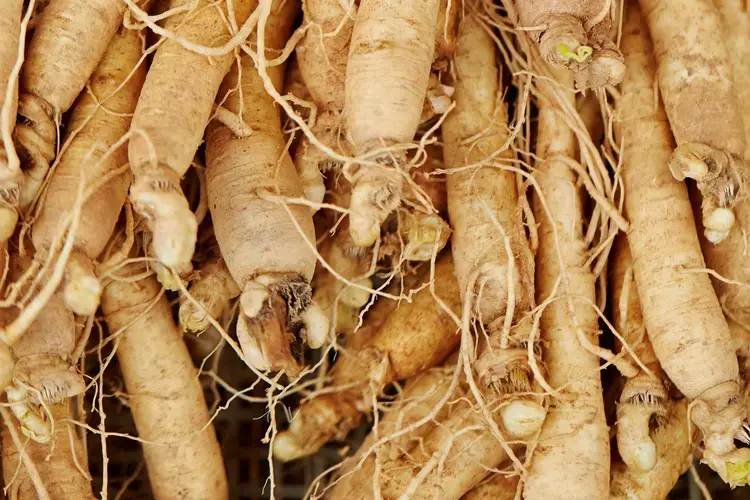 ginseng extract powder