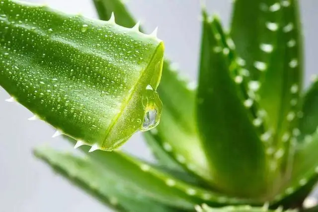 Aloe vera gel freeze dried powder
